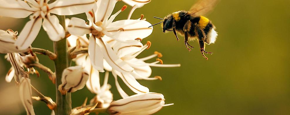 Informationen rund um das Biodiversitätsbündnis