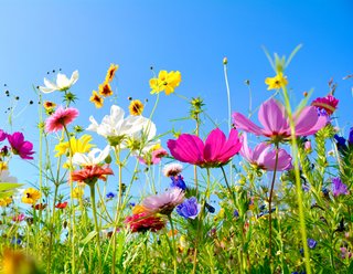 Bunte Wildblumenwiese mit verschiedenen Blüten in Rosa, Weiß, Gelb, Rot und Blau unter einem klaren blauen Himmel.
