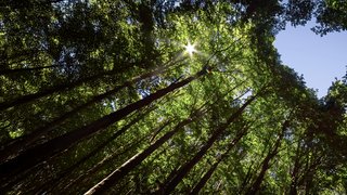 Blick in einen dichten Wald mit Sonnenlicht, das durch die grünen Baumwipfel fällt.