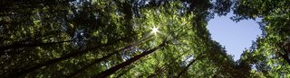 Blick in einen dichten Wald mit Sonnenlicht, das durch die grünen Baumwipfel fällt.