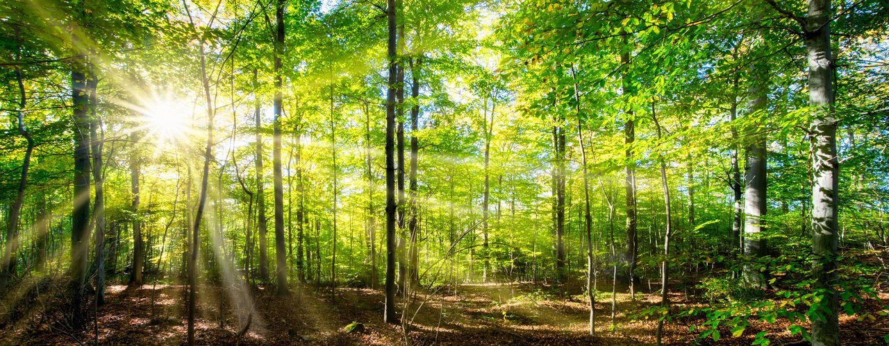Sonnenstrahlen scheinen durch ein dichtes Blätterdach in einem grünen Laubwald, der Boden ist mit braunem Laub bedeckt.